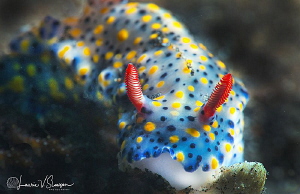 Hypselodoris infucata/Photographed with a Canon 60 mm mac... by Laurie Slawson 